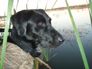 retriever-dog-training-texas-12.jpg