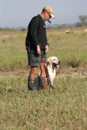 retriever-dog-training-texas-17.jpg