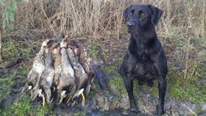 retriever-dog-training-texas-2.jpg