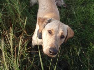 retriever-dog-training-texas-21.jpg