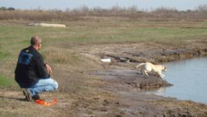 retriever-dog-training-texas-22.JPG