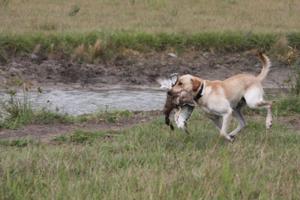 retriever-dog-training-texas-23.JPG