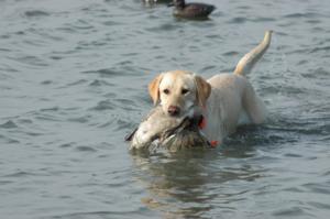 retriever-dog-training-texas-26.JPG