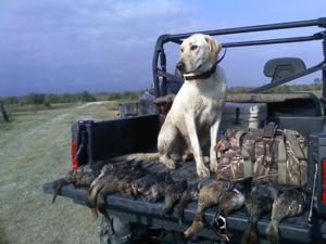 retriever-dog-training-texas-29.jpg