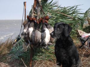 retriever-dog-training-texas-32.JPG