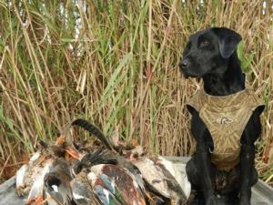 retriever-dog-training-texas-4.jpg