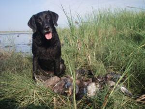 retriever-dog-training-texas-40.JPG