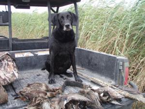 retriever-dog-training-texas-41.JPG