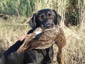 retriever-dog-training-texas-43.JPG