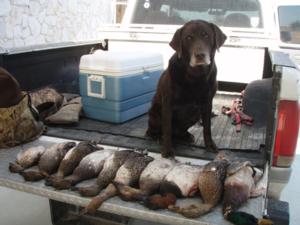 retriever-dog-training-texas-44.JPG