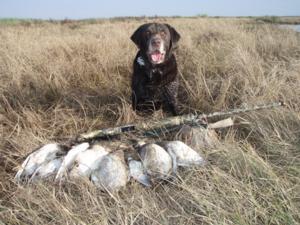 retriever-dog-training-texas-45.JPG