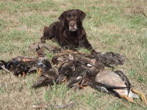 retriever-dog-training-texas-52.JPG