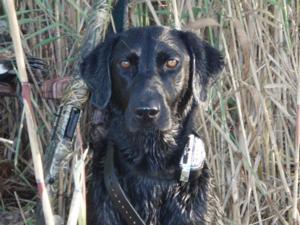 retriever-dog-training-texas-53.JPG