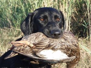 retriever-dog-training-texas-54.JPG