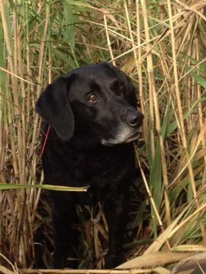 retriever-dog-training-texas-55.JPG