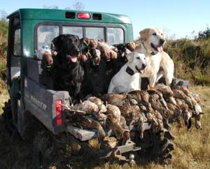 retriever-dog-training-texas-57.jpg