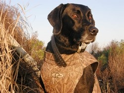 texas-waterfowl-dogs.JPG