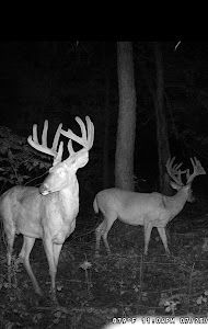 Trail Camera 