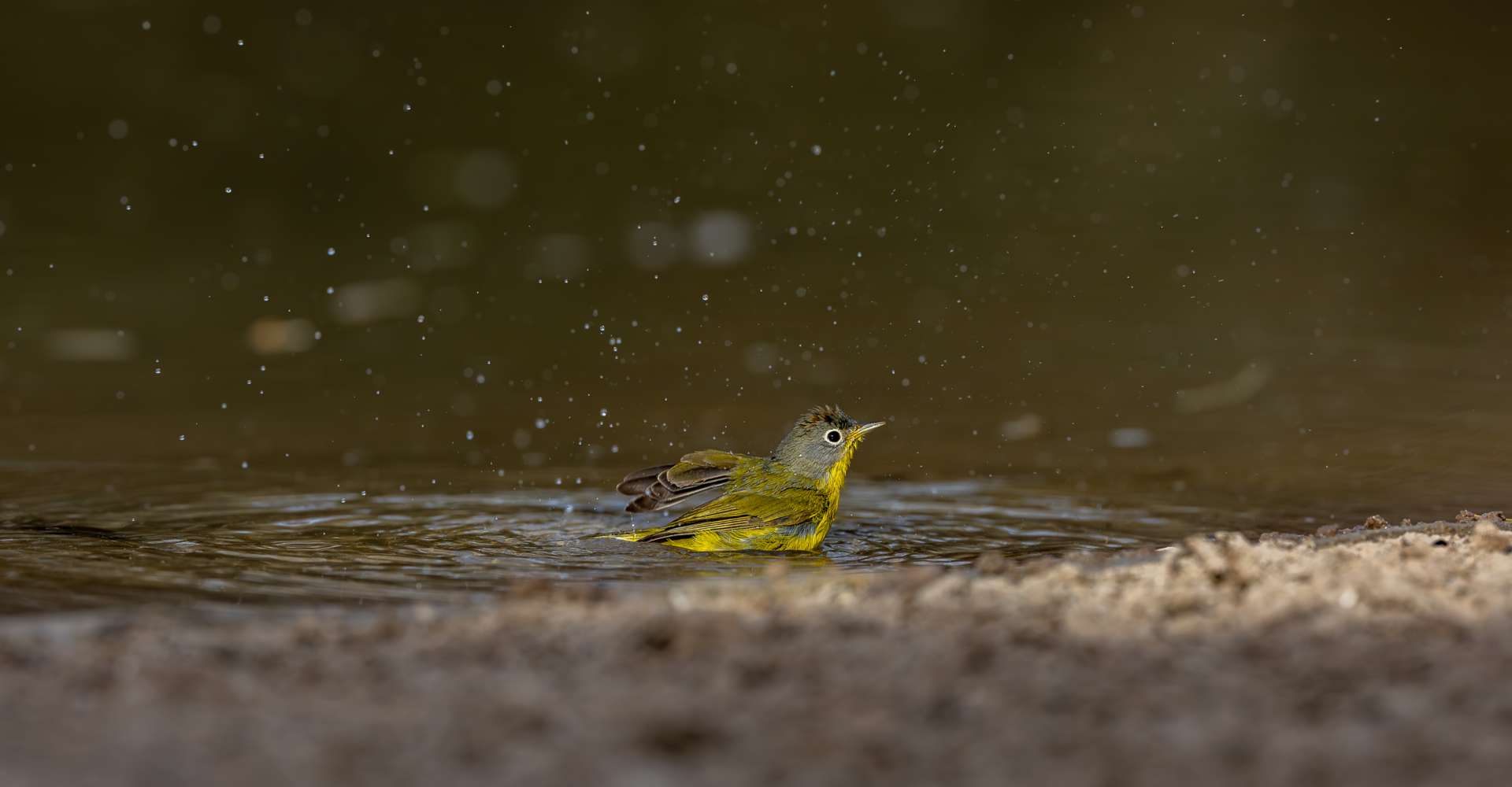 Texas Wildlife Photography