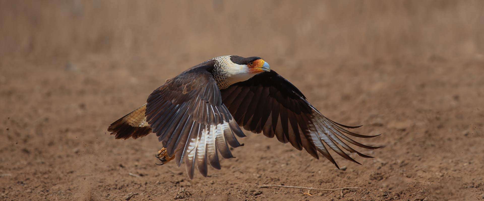 South Texas Photo Safaris