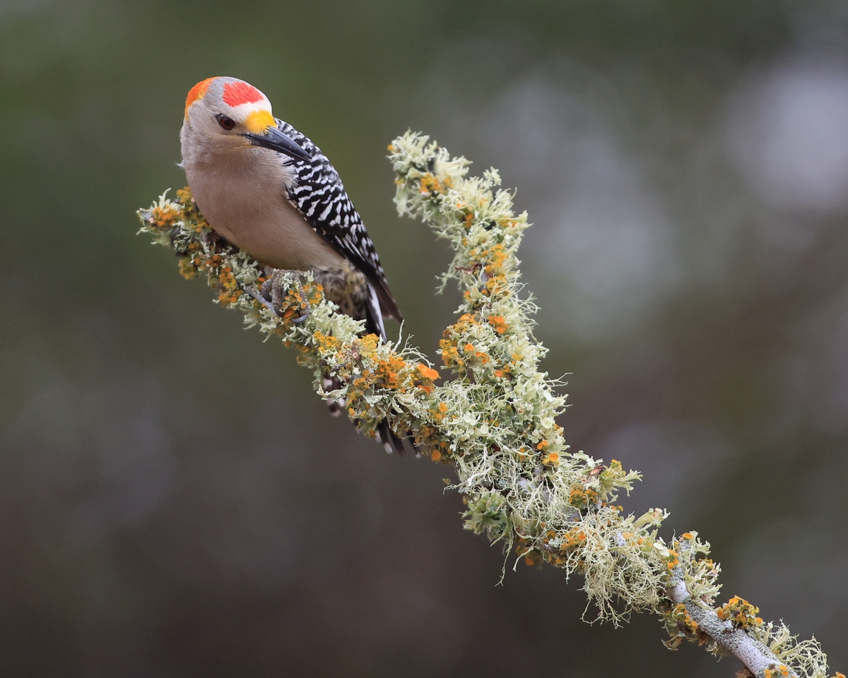 Photography Workshops in Texas