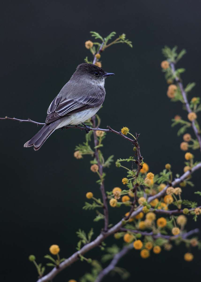 Bird Photography Workshops in South Texas