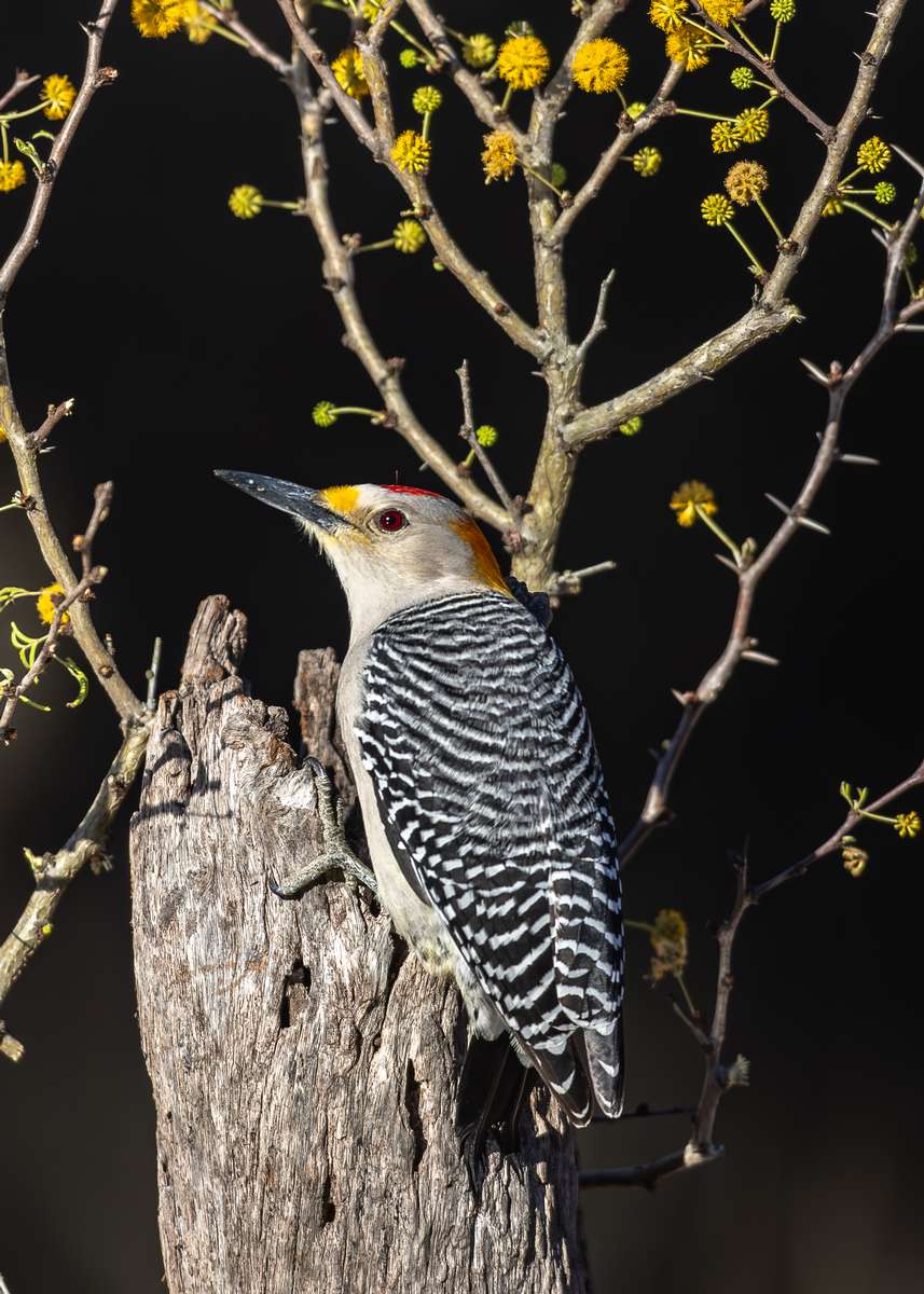 Birds in South Texas