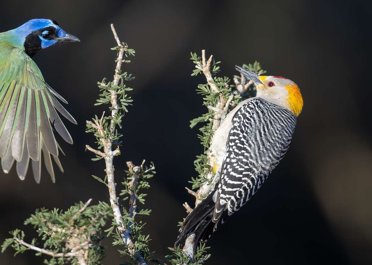 South Texas Birds