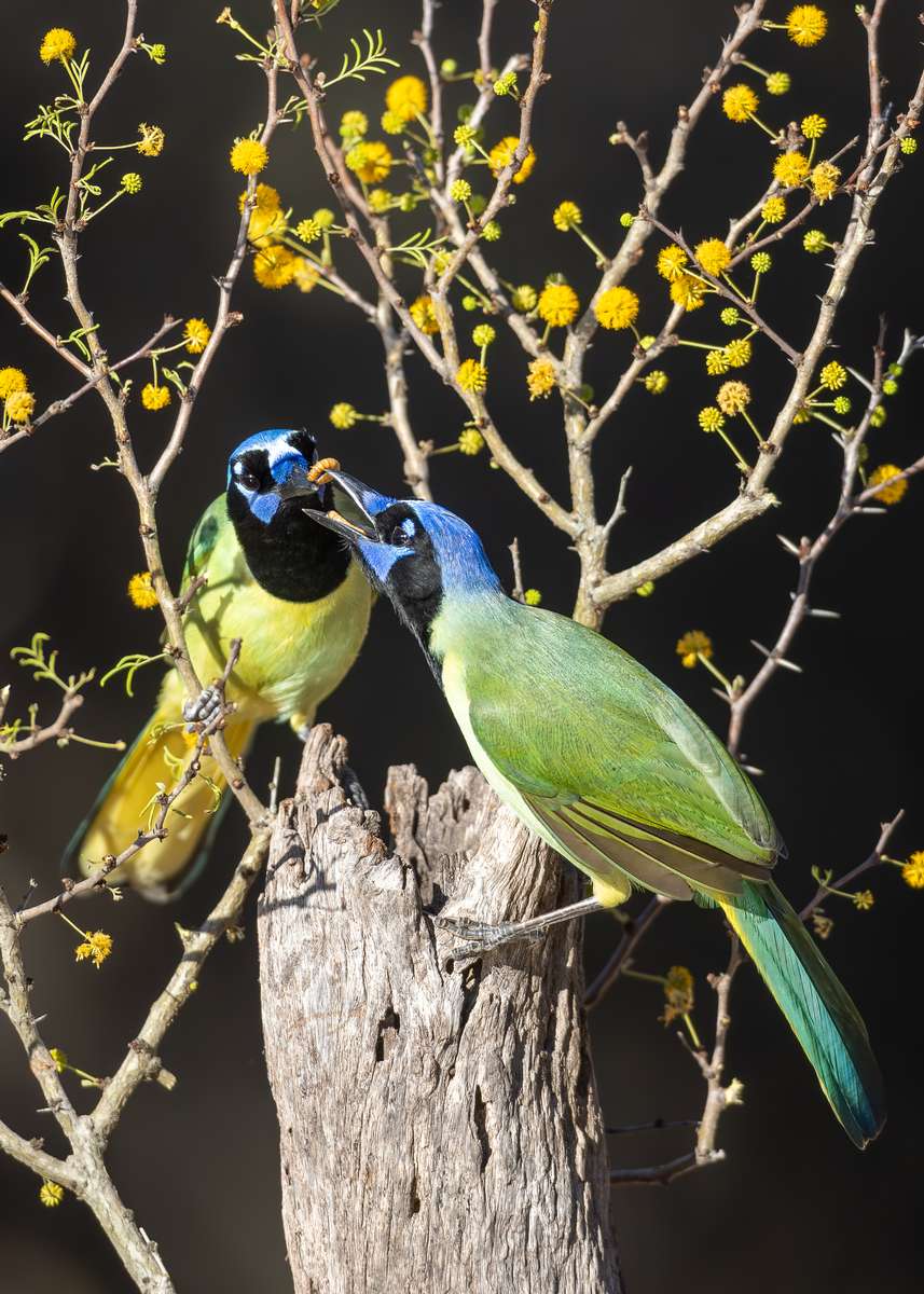 Green Jays in South Texas