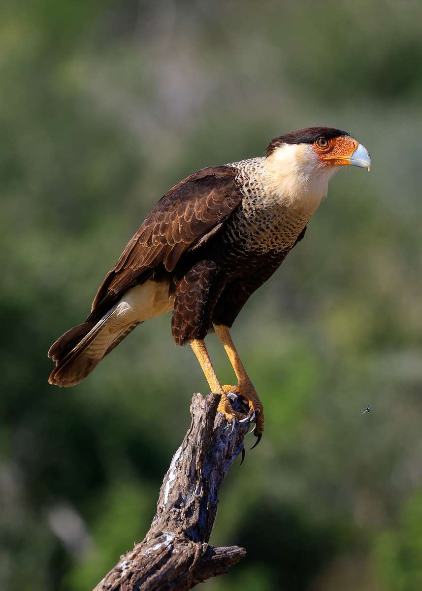 Wildlife Photography Courses Hosted by Ruth Hoyt