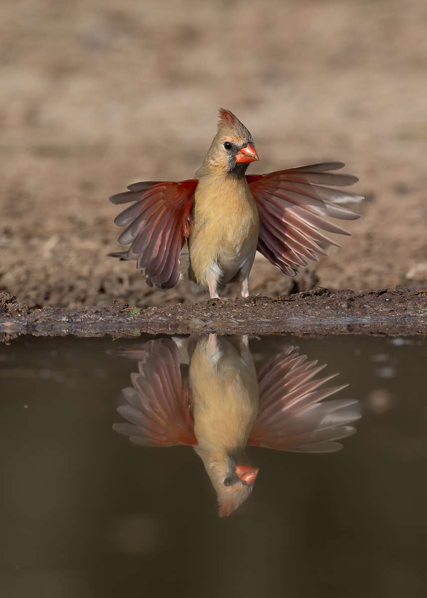 South Texas Birding