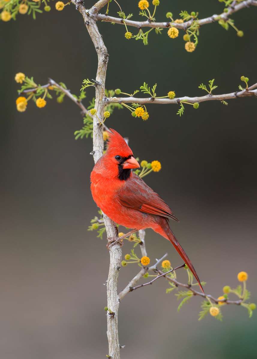 Spring South Texas<br>Photography Workshops