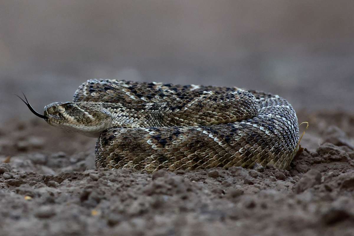 Wildlife Photography Workshops in Texas