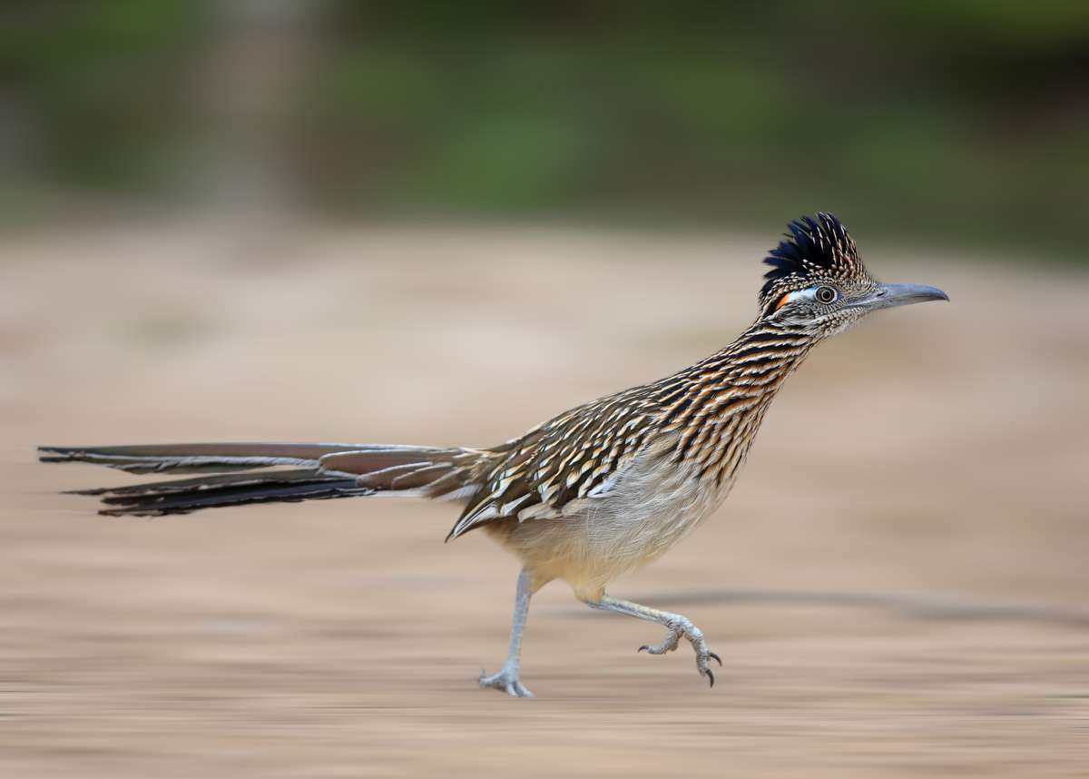 Texas Road Runner