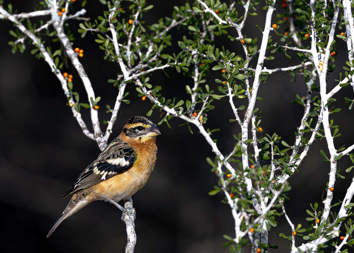 Texas Birding Trips