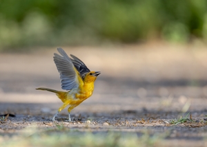 Altamira%20Oriole-1.jpg