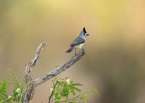 Black-crested%20Titmouse-3.jpg