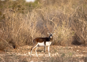 Blackbuck-2.jpg