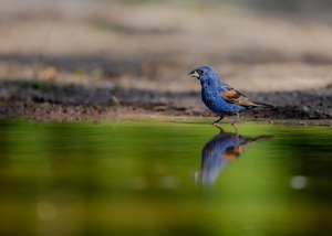 Blue%20Grosbeak-61.jpg