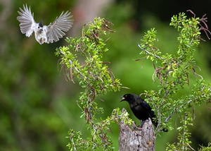 Bronzed%20Cowbird-2.jpg