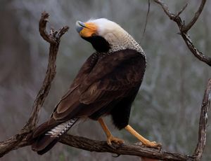 CrestedCaracaraPerch1a2022227.JPG