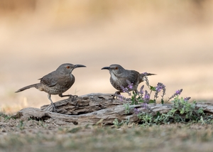Curve-billed%20Thrasher-2.jpg