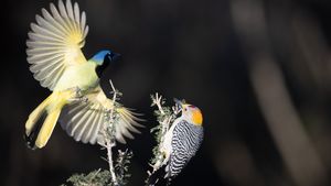 Golden-Fronted%20Woodpecker-181.jpg