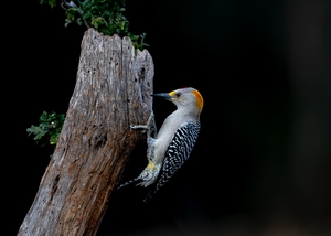 Golden-Fronted%20Woodpecker-221.jpg
