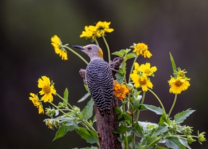 Golden-Fronted%20Woodpecker-291.jpg