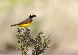 Great%20Kiskadee-9.jpg