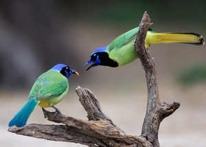 Green%20Jay-141.jpg