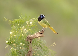 Green%20Jay-161.jpg