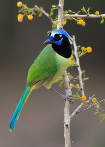 Green%20Jay-5.jpg