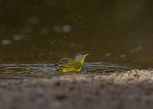 Green-tailed%20Towhee-1.jpg